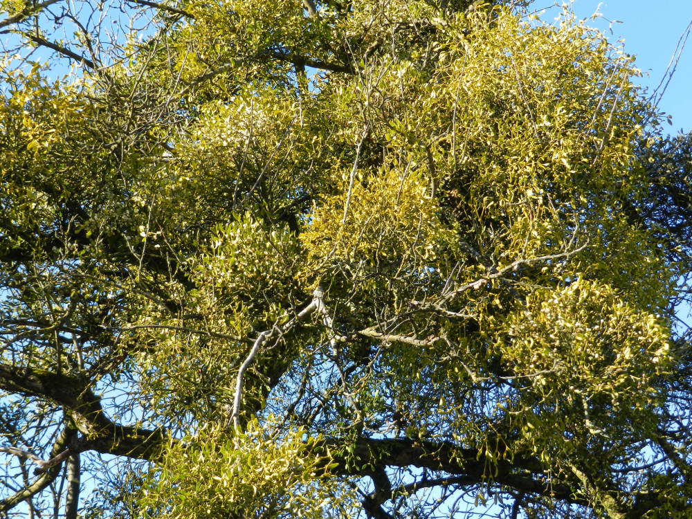 Spur zur Natur: Baum-Spur - © Jurapark Aargau - Peter Bircher