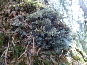 Schwarzfrüchtiger Kugelträger (Sphaerophorus melanocarpus)