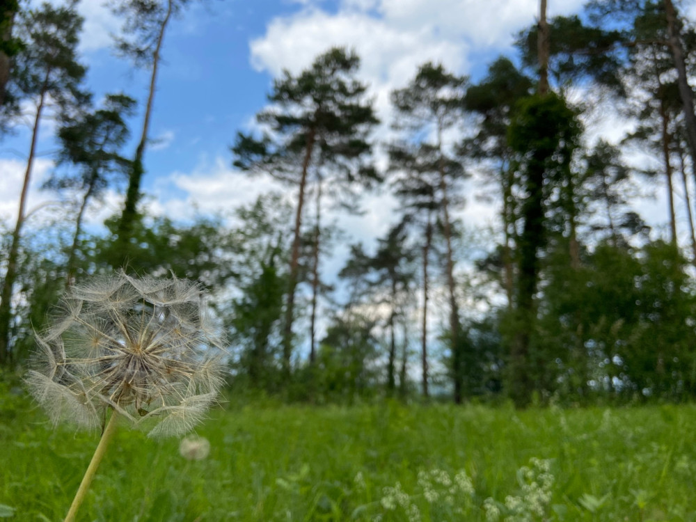 Rebberg- und Naturwanderweg (Waldroute) - &copy; Jurapark Aargau