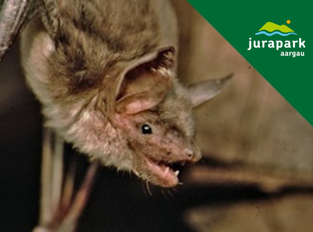 Königinnen der Nacht: Fledermaus-Parcours - © Meinrad Bärtschi