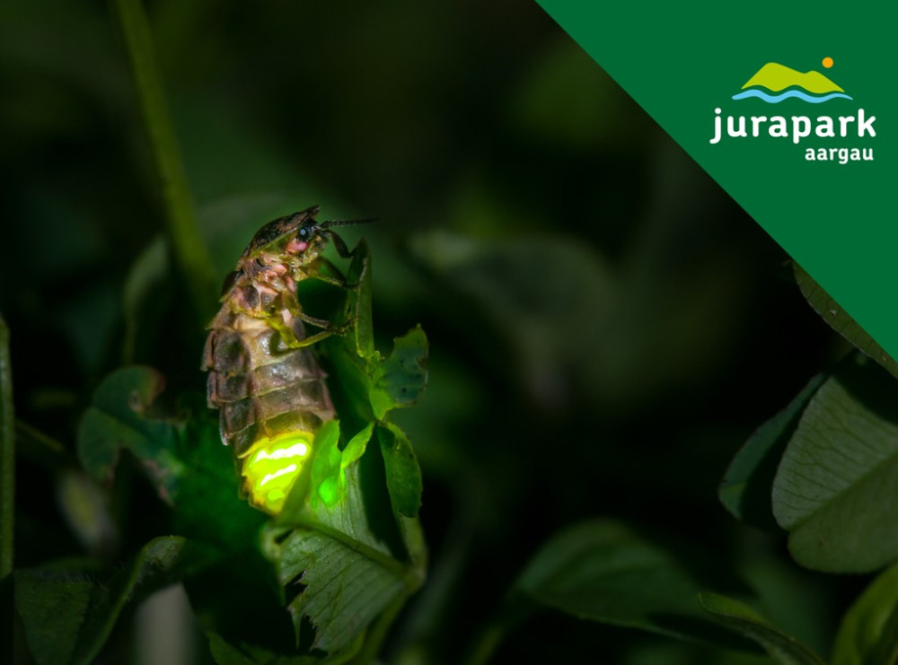 Glühwürmchen-Exkursion - Erwachsene & Jugendliche - &copy; Stéphane Vitzthum