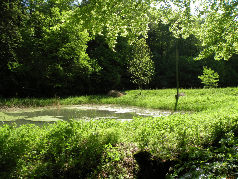 Oberhöfler Wanderwege: Wittelweiher-Route (kurz) - © Jurapark Aargau, Peter Bircher