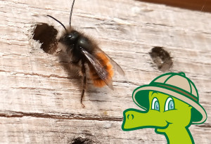 Perimuk-Abenteuer: Wildbienen und andere Insekten