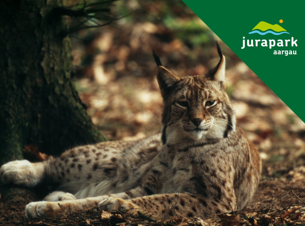 Luchs-Exkursion - &copy; Hans Glader / WWF Schweiz