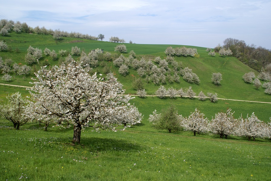 Fricktaler Höhenweg (4): Frick - Sennhütten - &copy; Jurapark Aargau